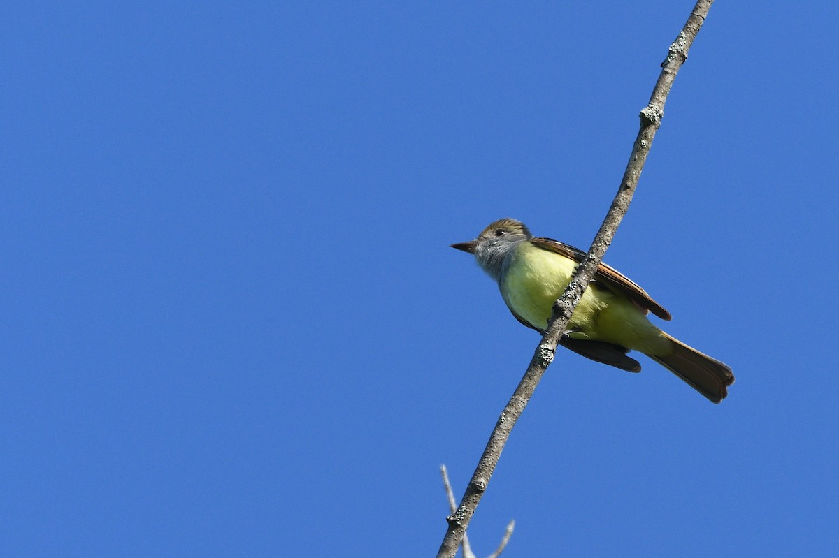 Great Crested Flycatcher - ML262730821