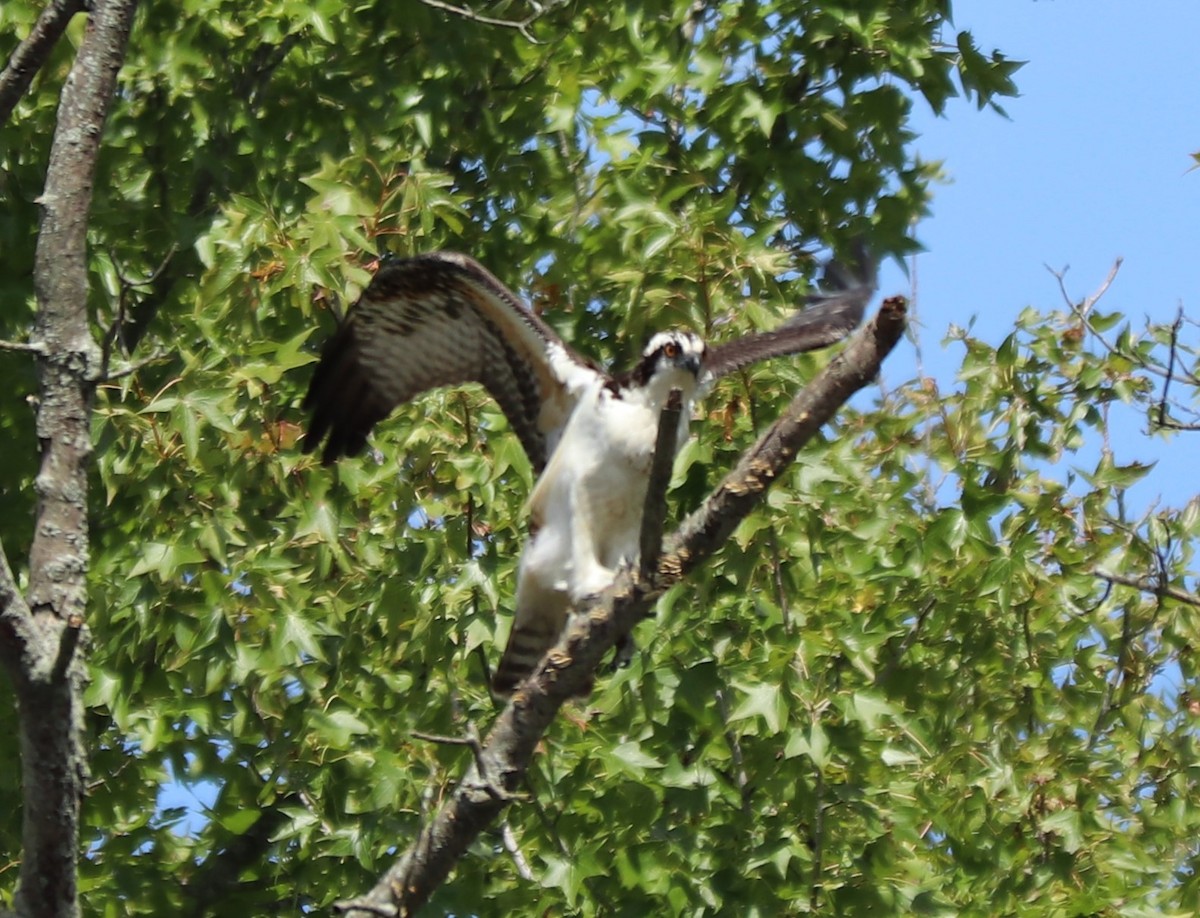 Osprey - valerie heemstra
