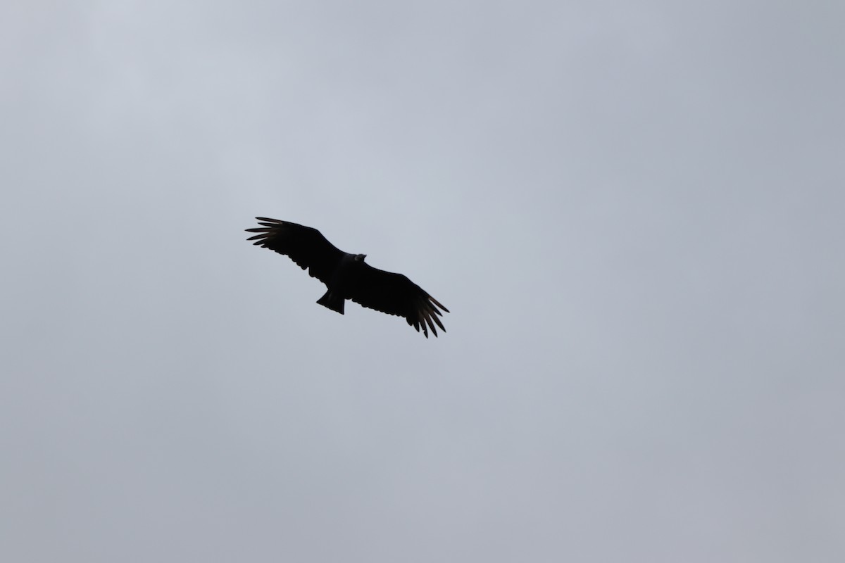 Black Vulture - valerie heemstra