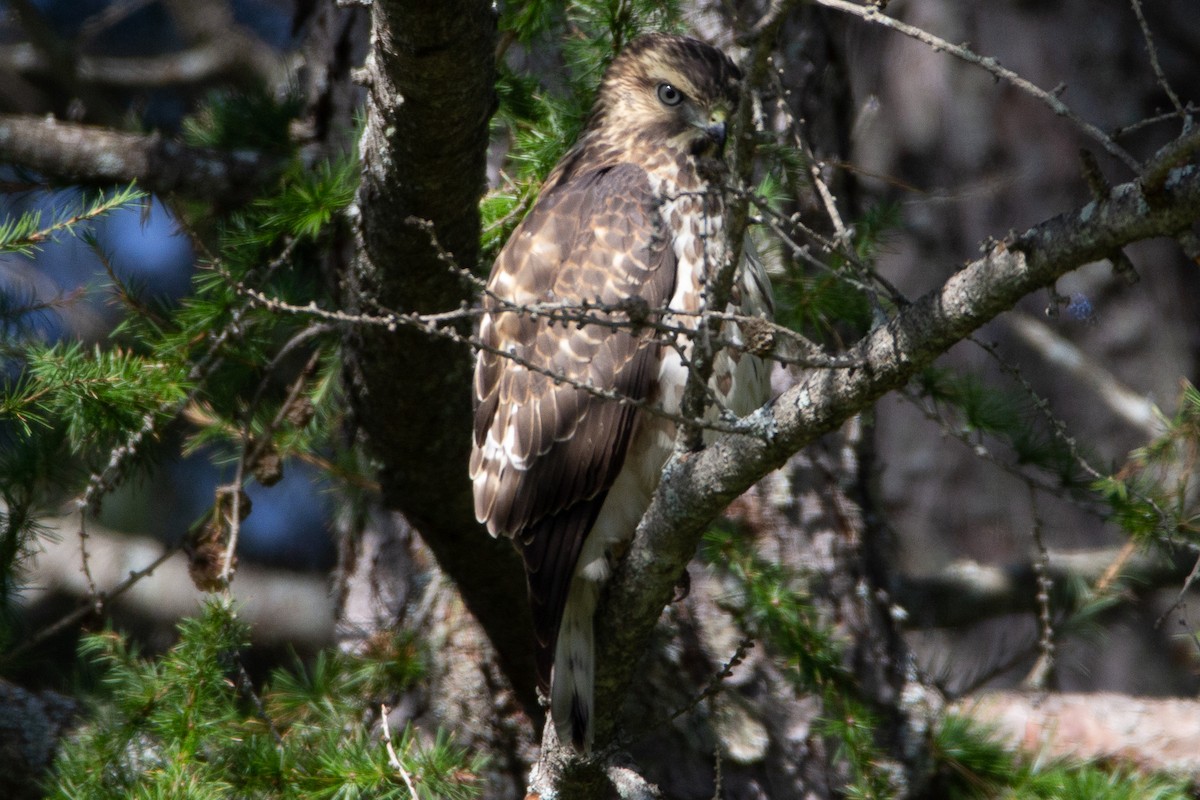 Broad-winged Hawk - Abraham Bowring