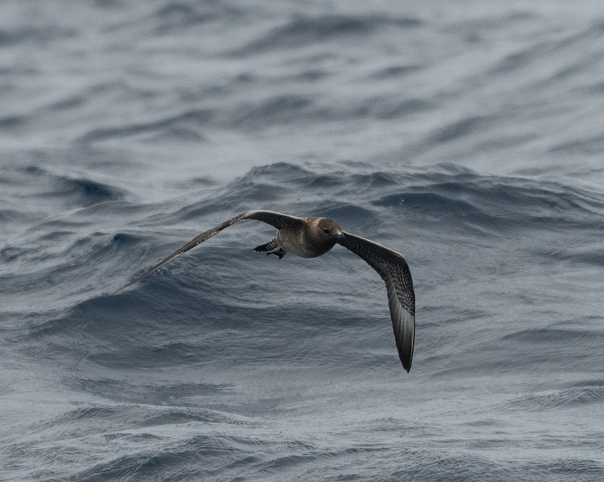 Long-tailed Jaeger - ML262732551
