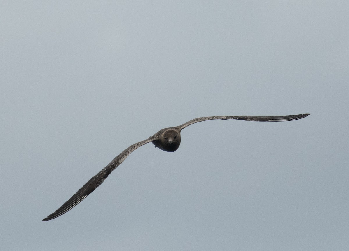 Long-tailed Jaeger - ML262732571