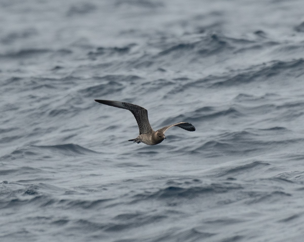 Long-tailed Jaeger - ML262732581