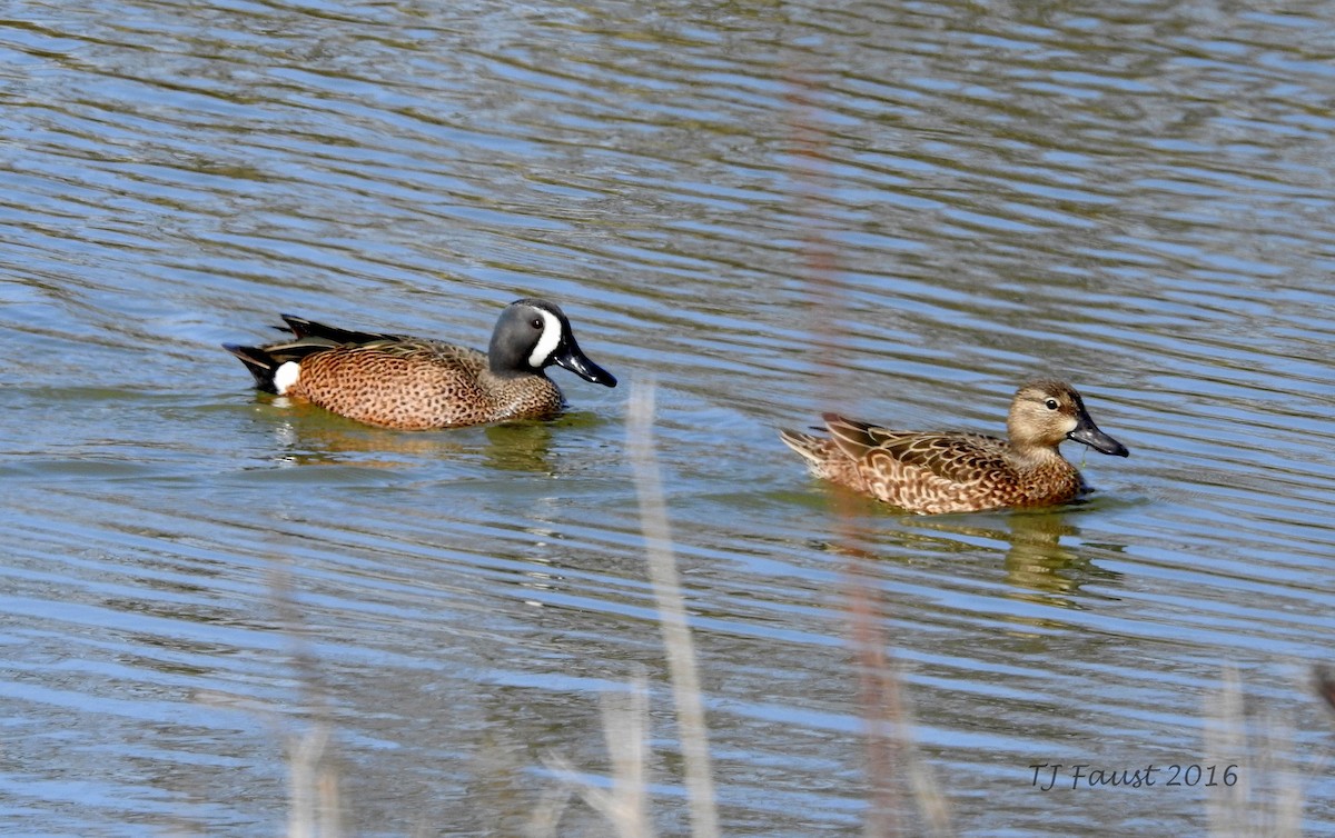 Blue-winged Teal - Terri Christy