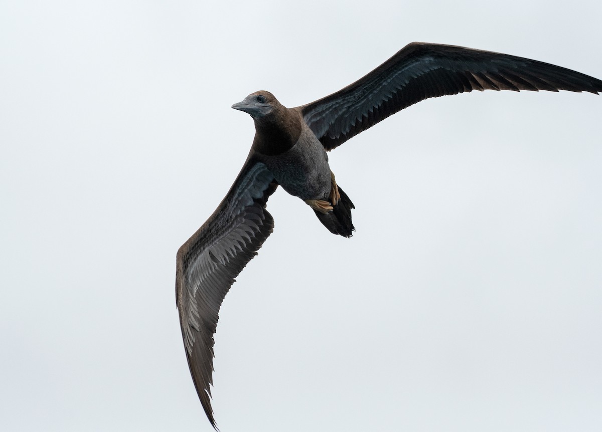 Brown Booby - ML262734611