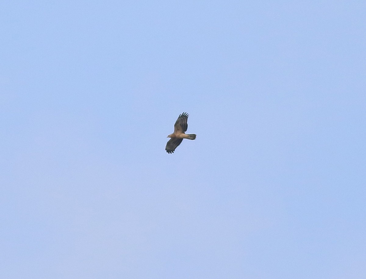 European Honey-buzzard - Georg Schreier Birdwatching Algarve