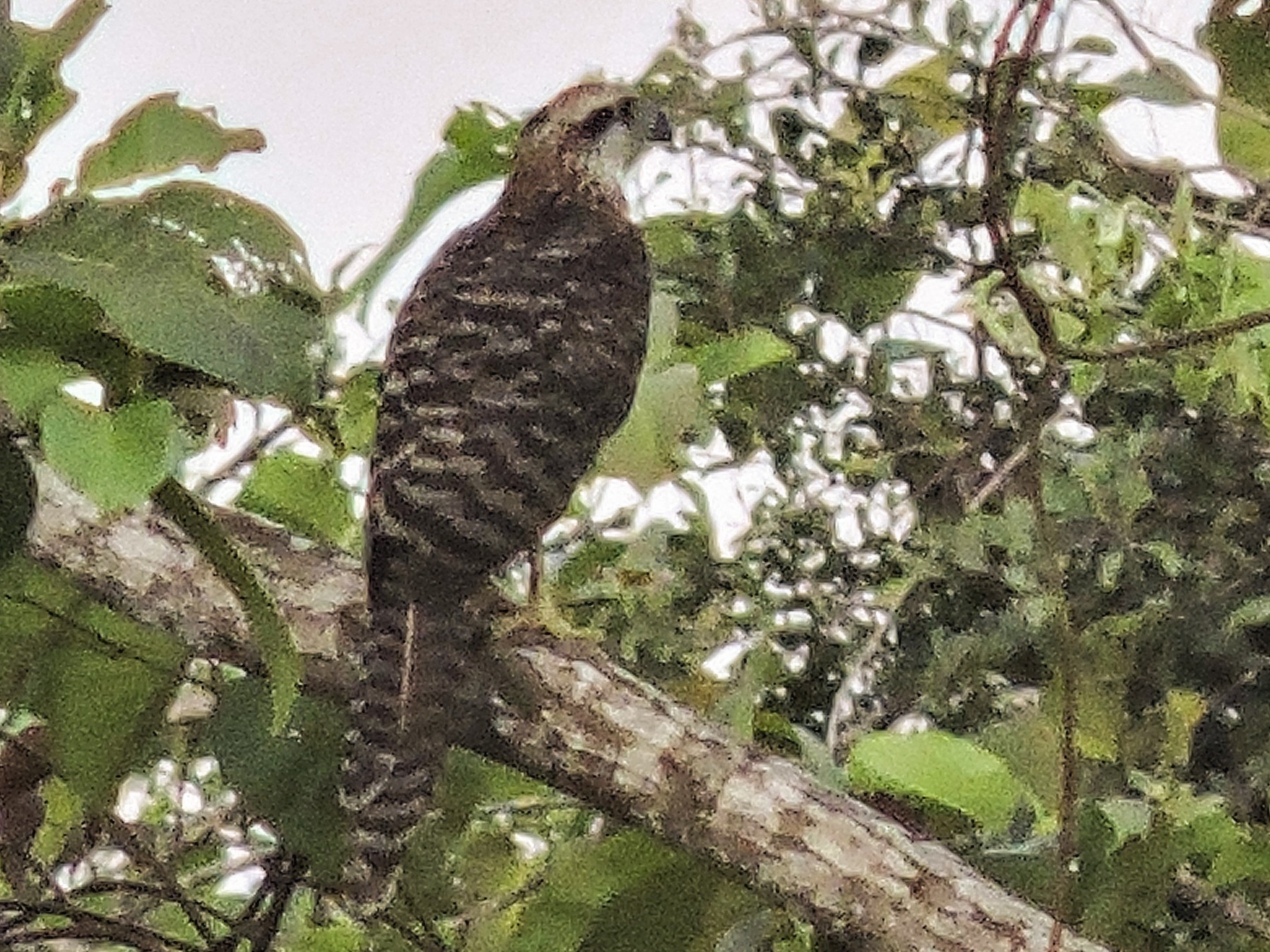 Doria's Goshawk - Ricki Ravitts