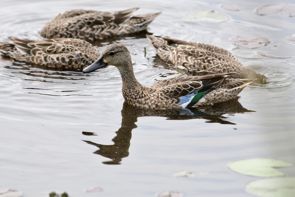 Blue-winged Teal - ML262746701