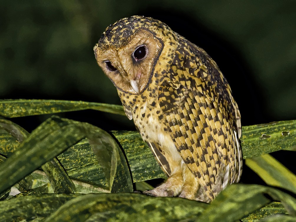 Golden Masked-Owl - Dušan Brinkhuizen