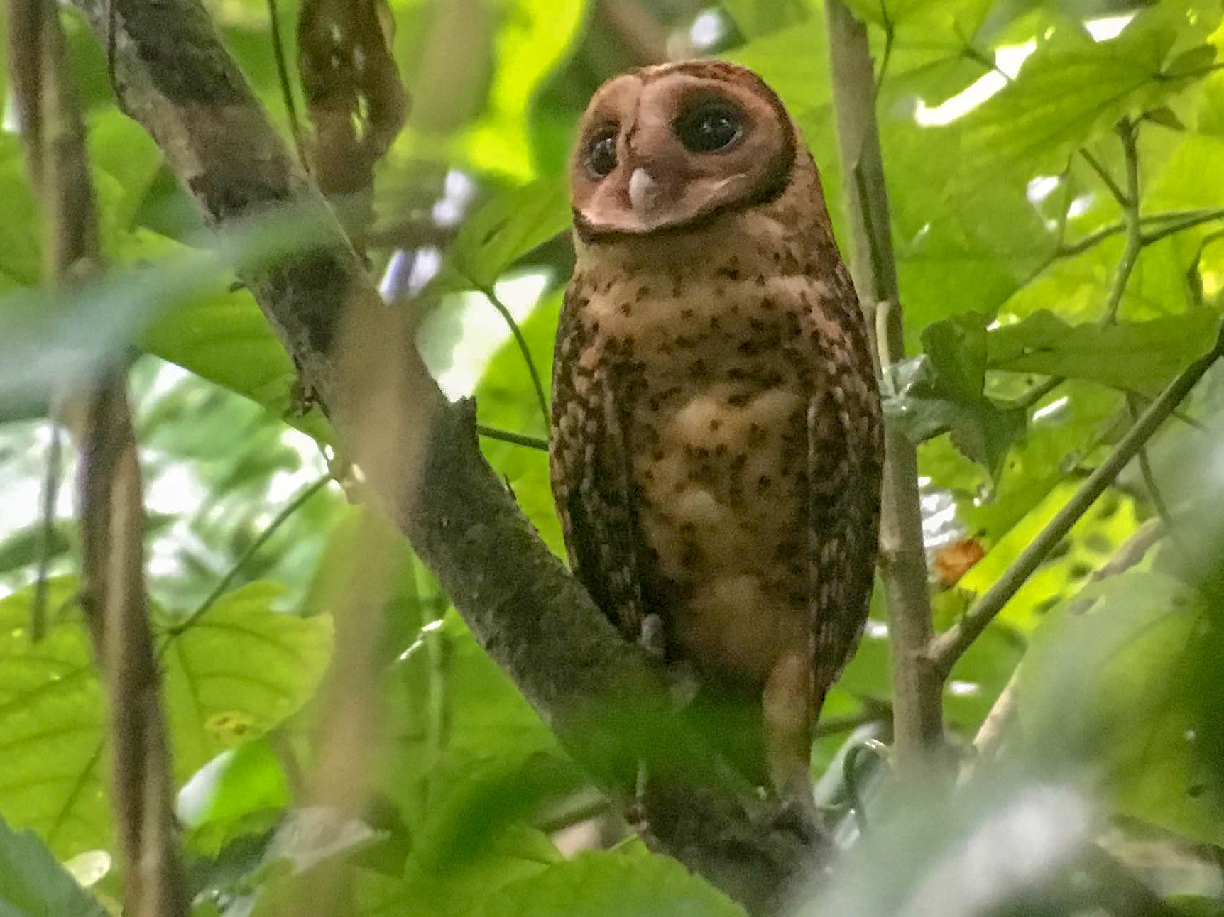 Golden MaskedOwl eBird