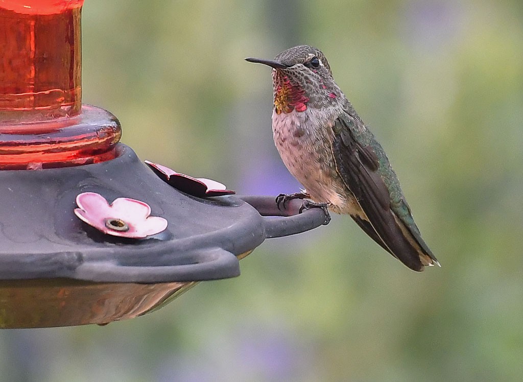 Anna's Hummingbird - ML262751611