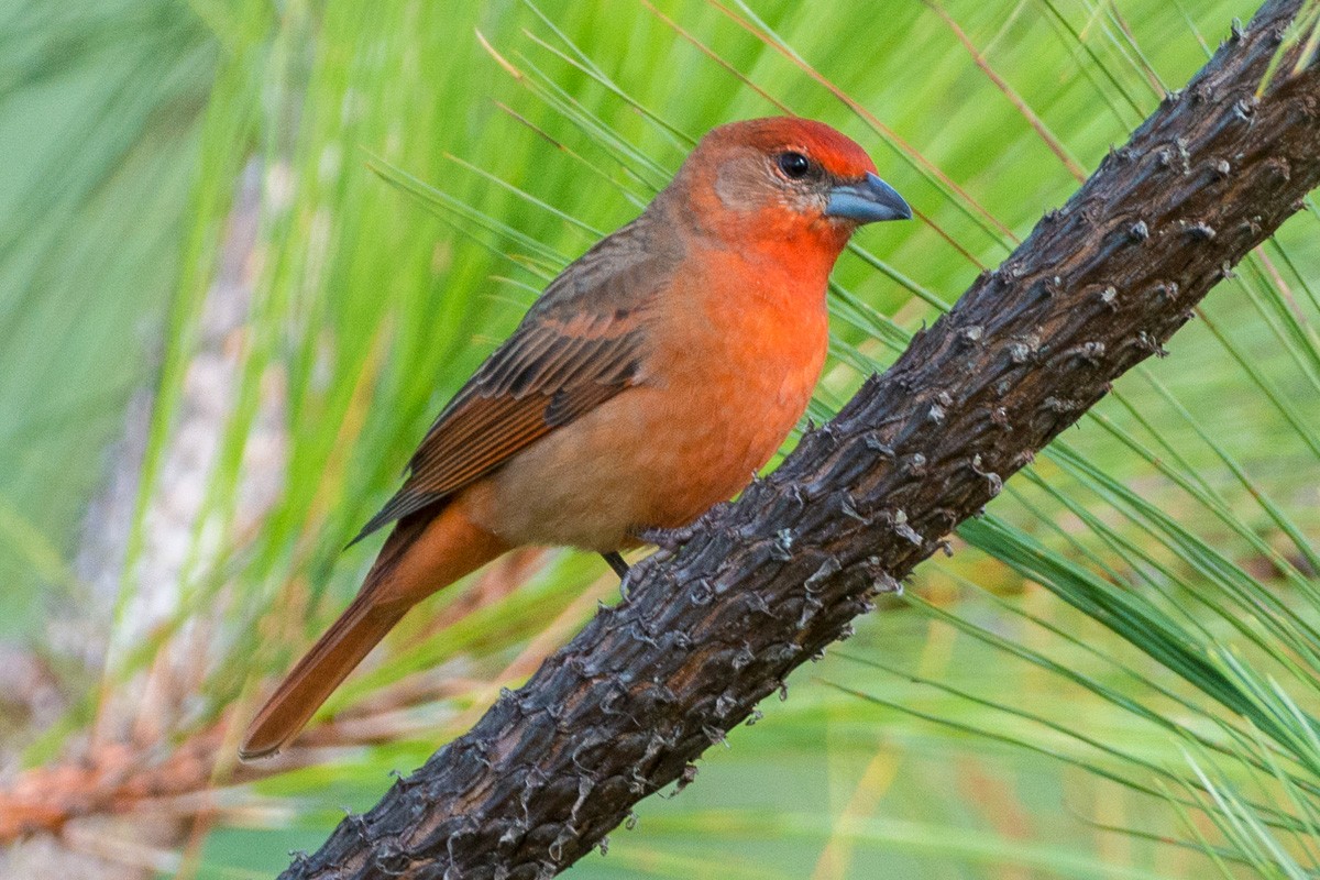 Hepatic Tanager - ML262751761