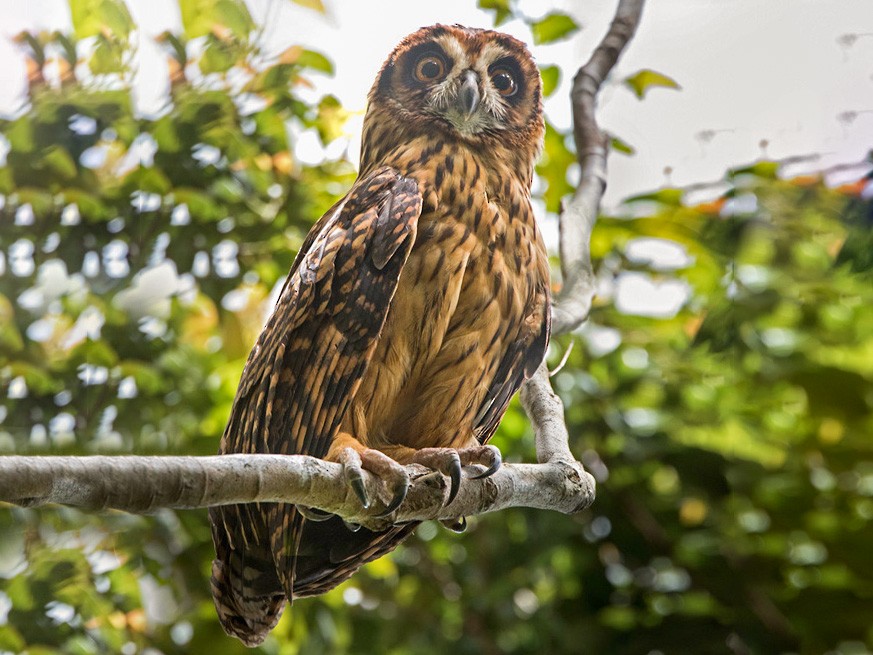 Fearful Owl - eBird