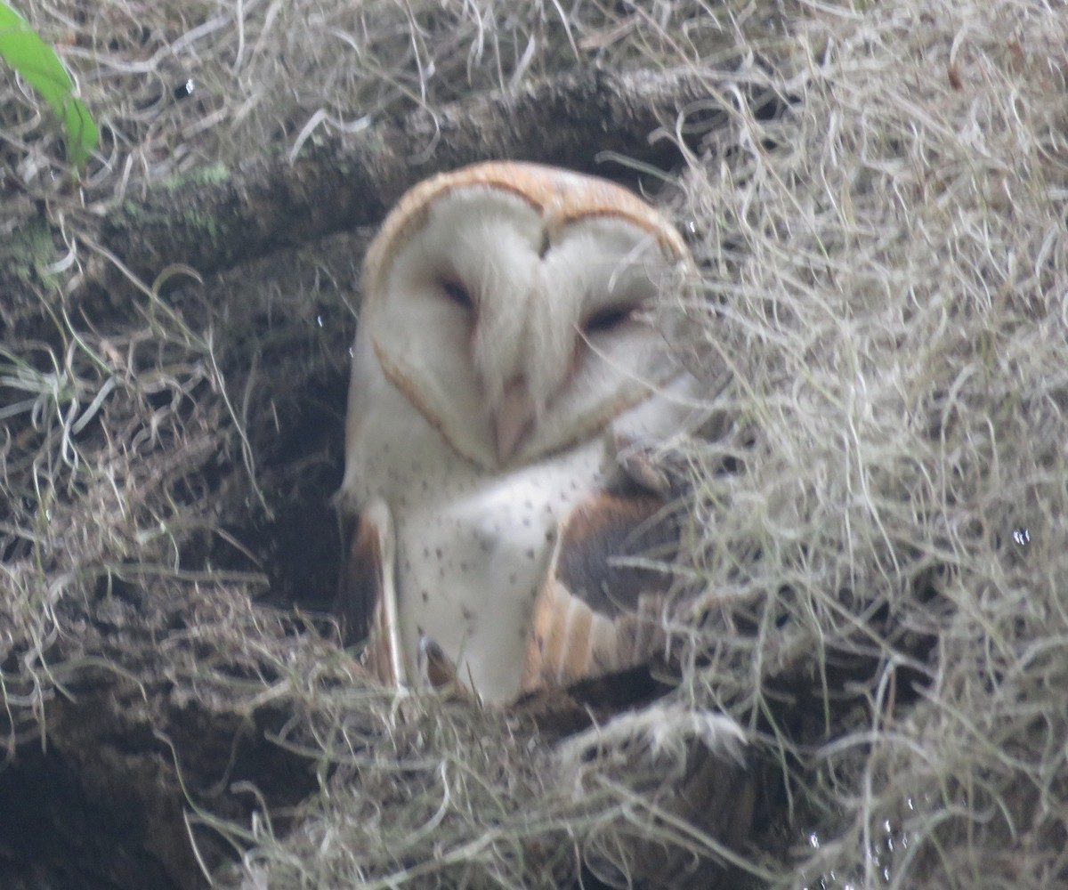 Barn Owl - Ken Spilios