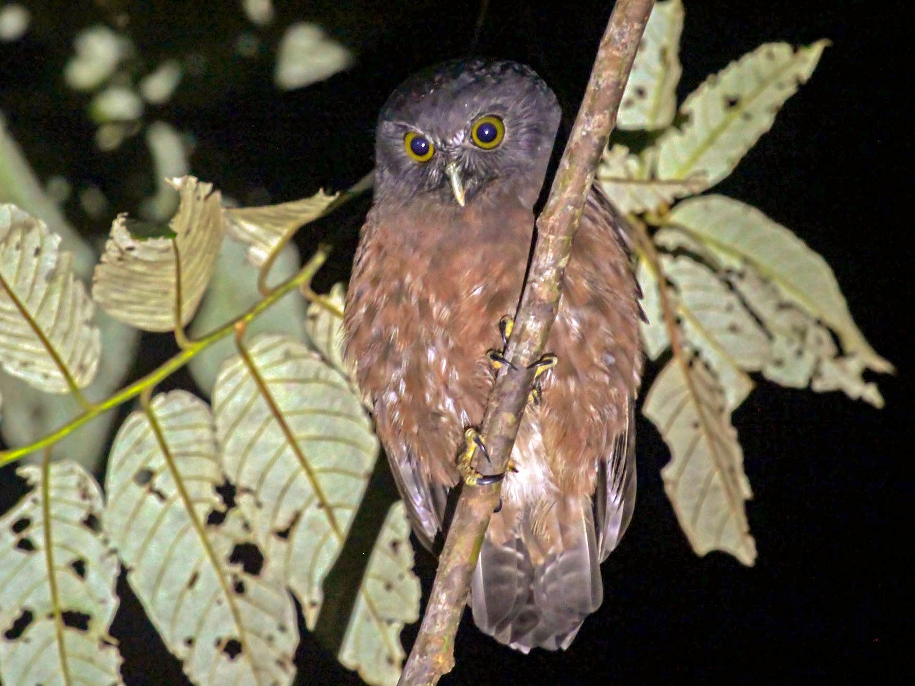 Papuan Boobook - eBird