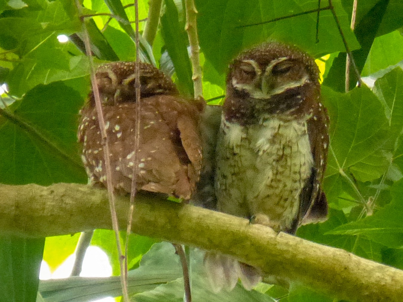 New Britain Boobook - eBird