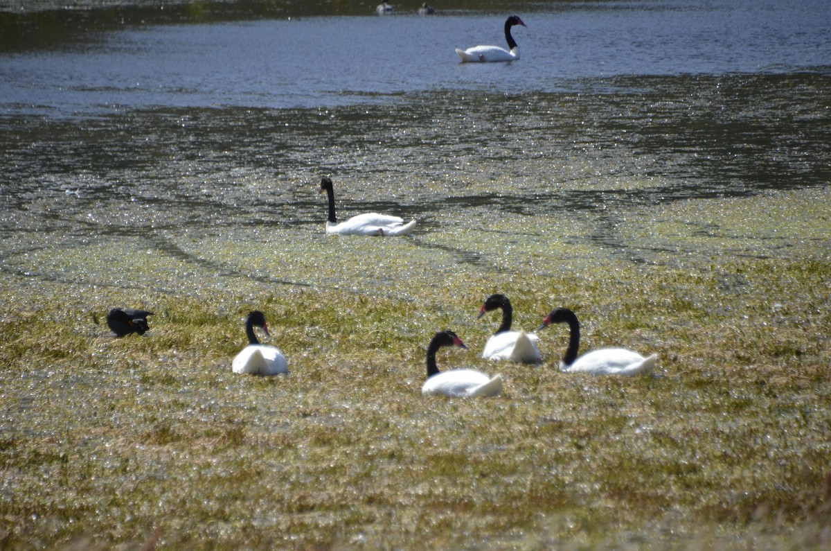 Black-necked Swan - ML262764751