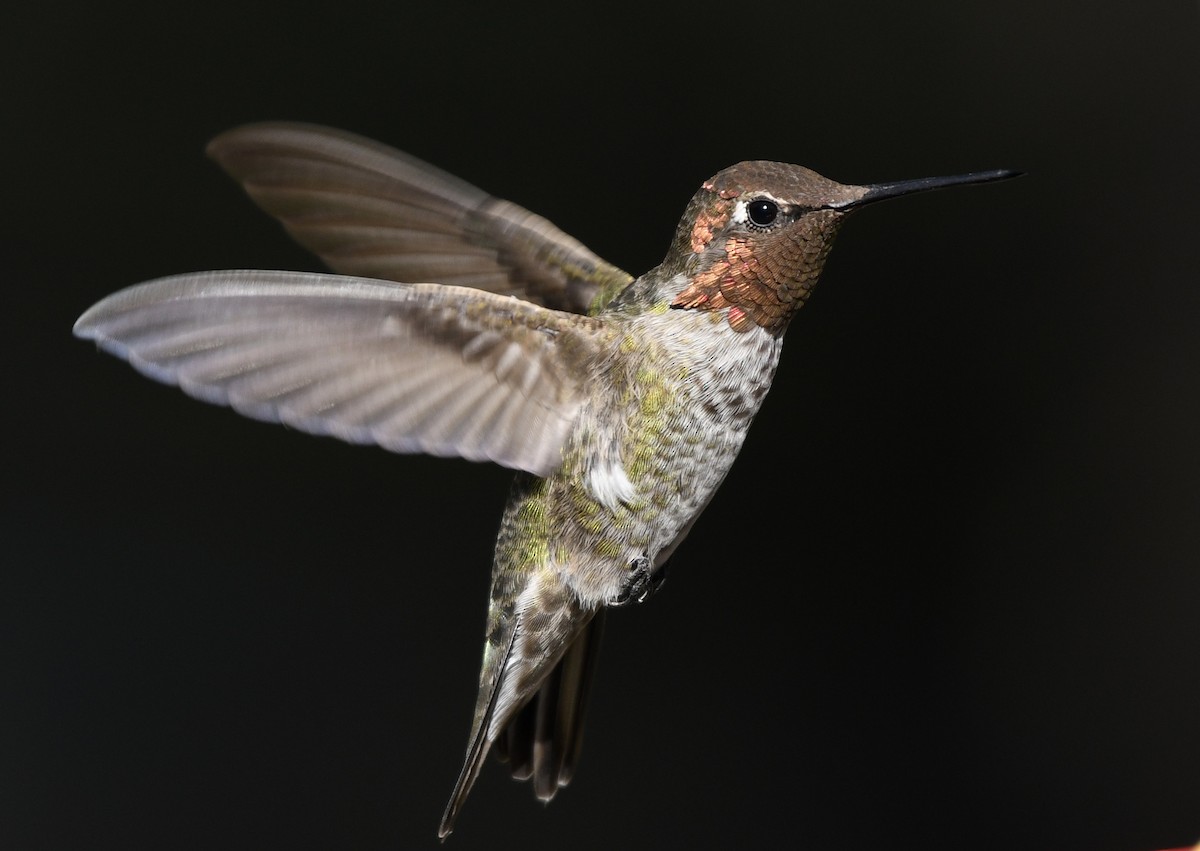 Anna's Hummingbird - ML262771231