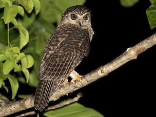  - Papuan Owl