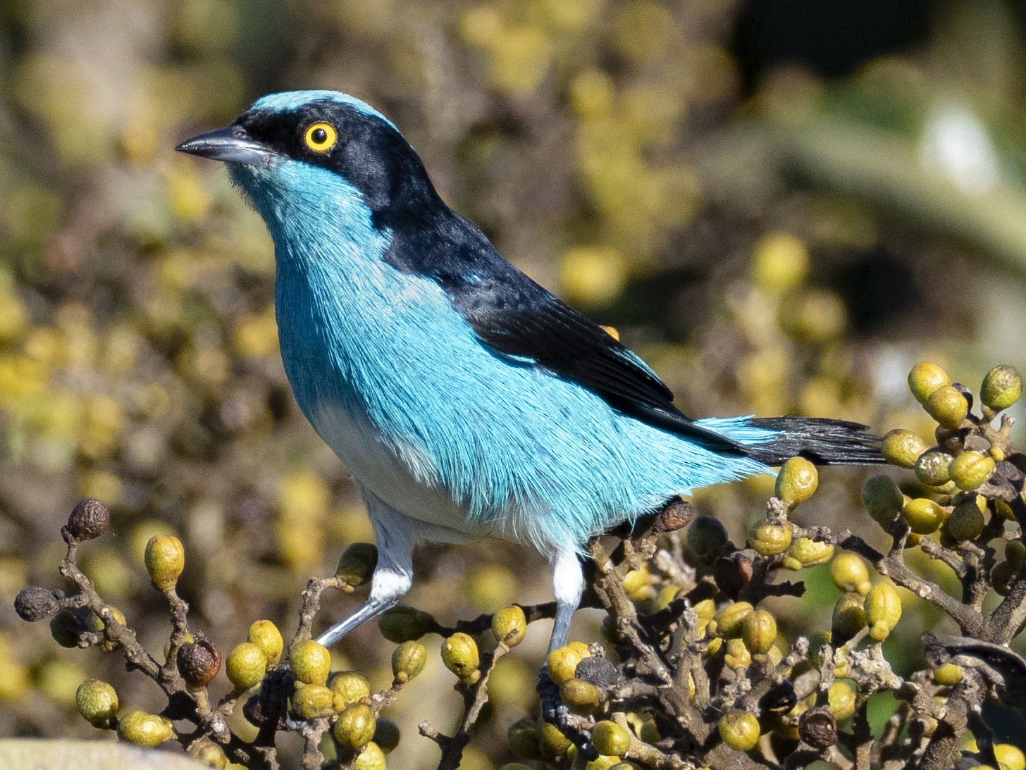 Black-faced Dacnis - Andres Vasquez Noboa