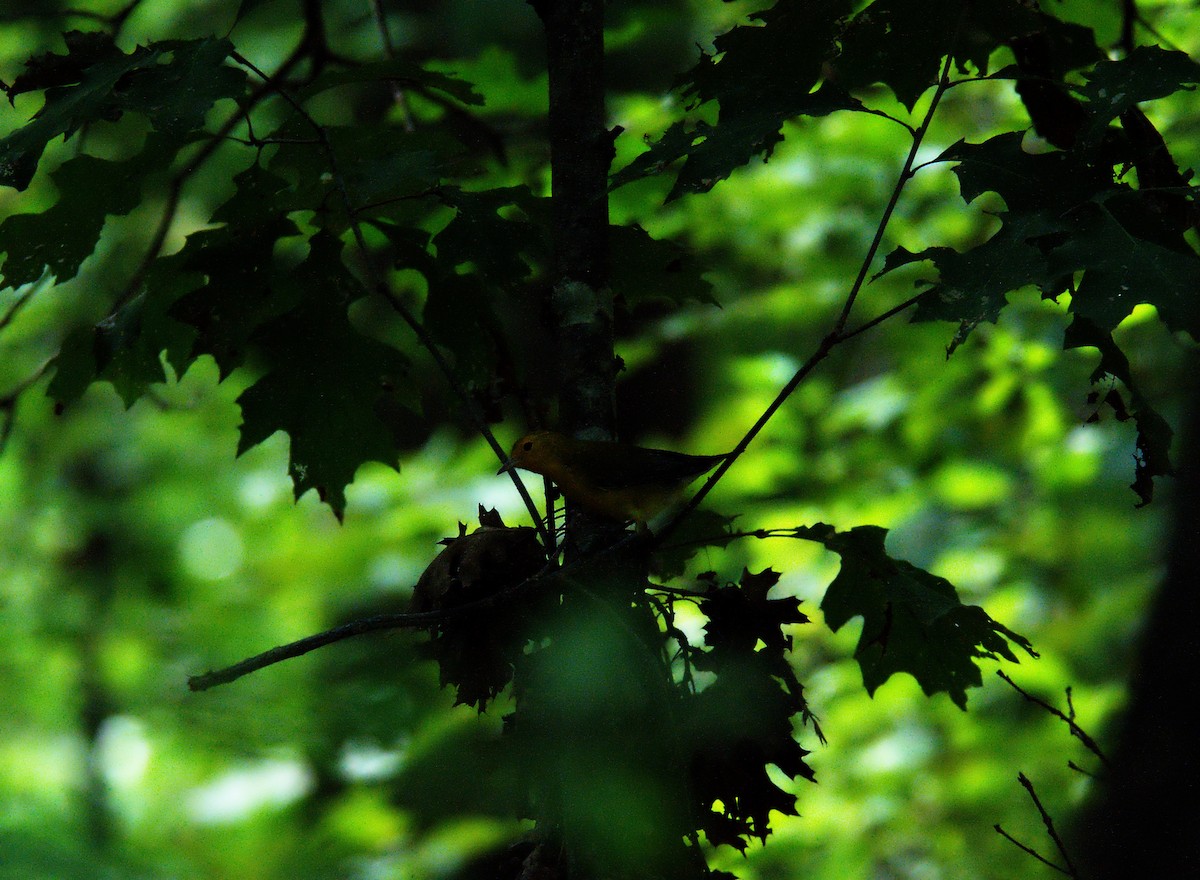 Prothonotary Warbler - ML262777221