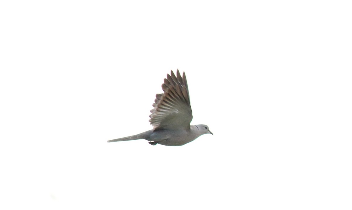 Eurasian Collared-Dove - Gunasekaran m