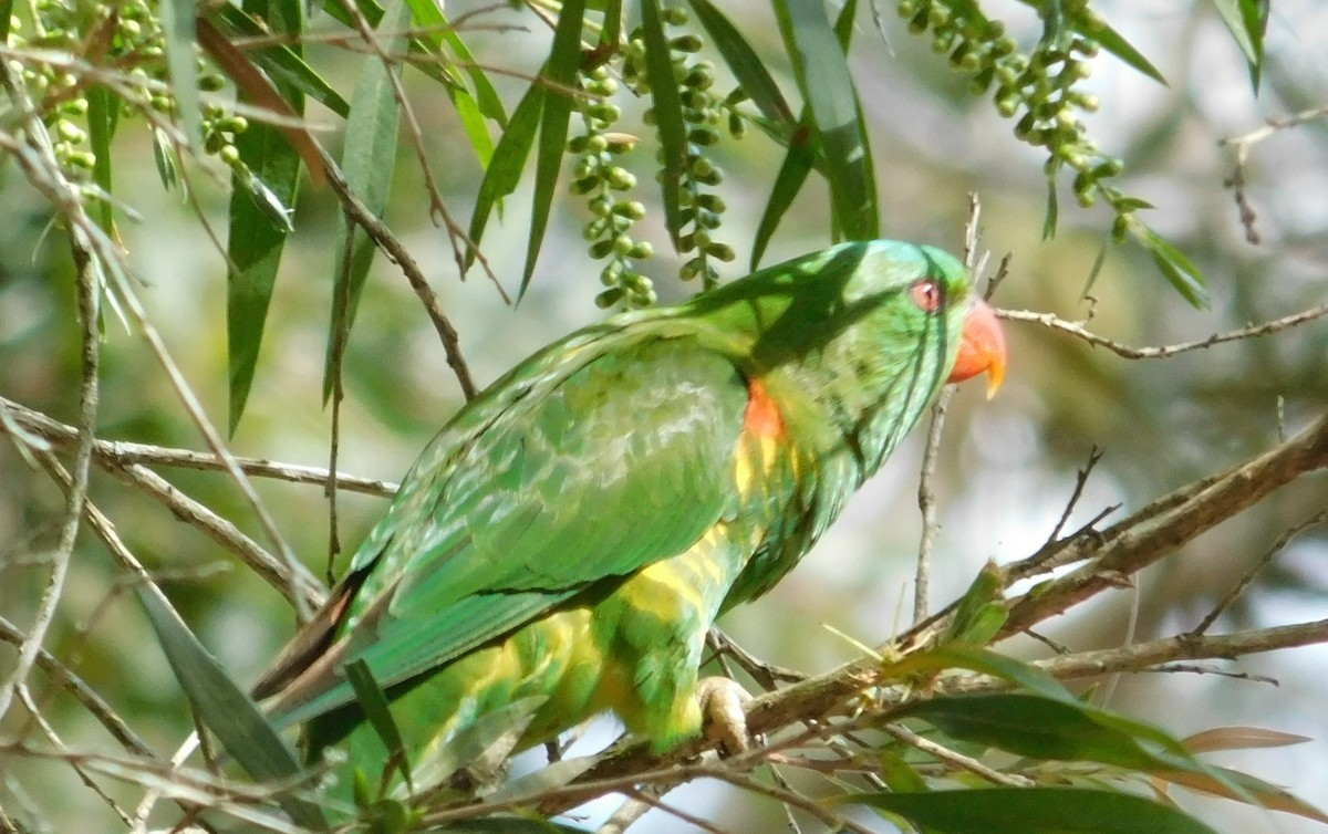 Scaly-breasted Lorikeet - Andres Cervino