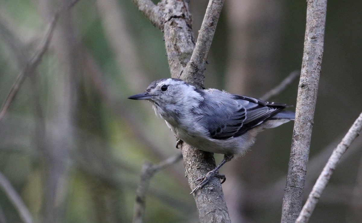 White-breasted Nuthatch (Eastern) - Jay McGowan