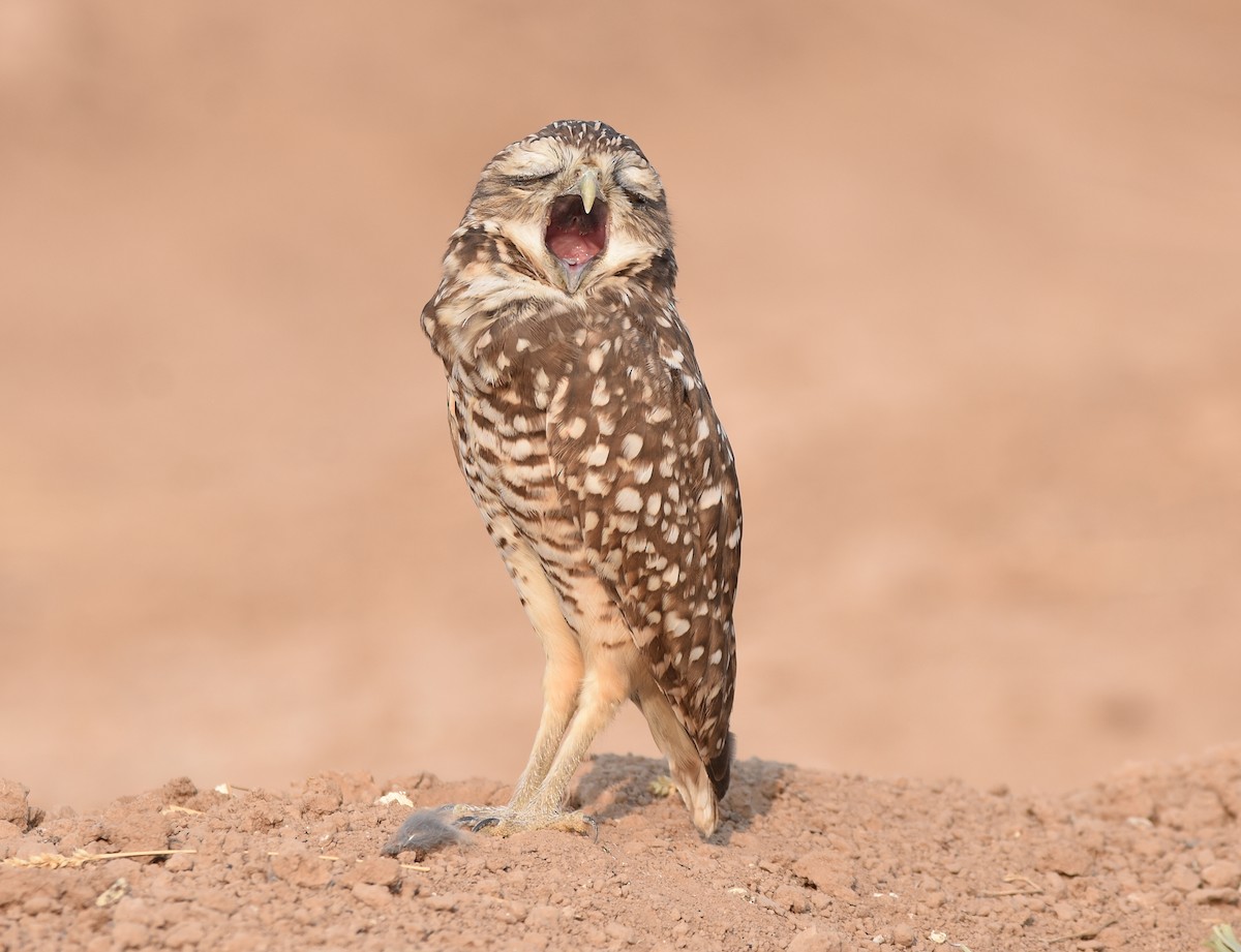 Burrowing Owl - ML262803691