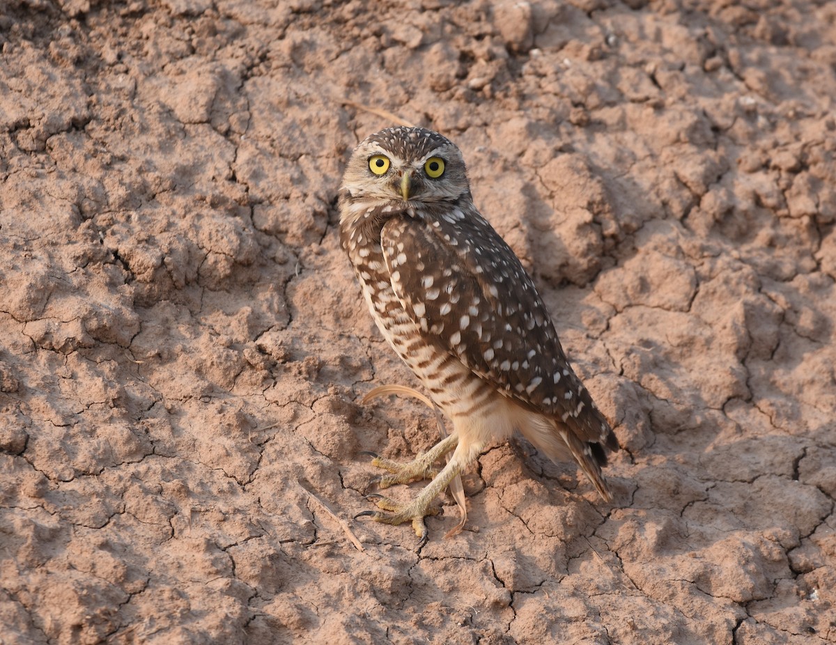 Burrowing Owl - ML262803771