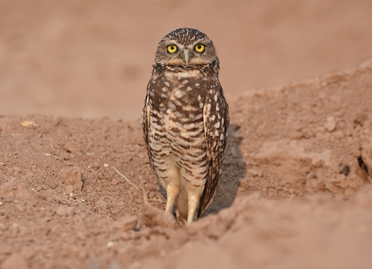 Burrowing Owl - ML262803801