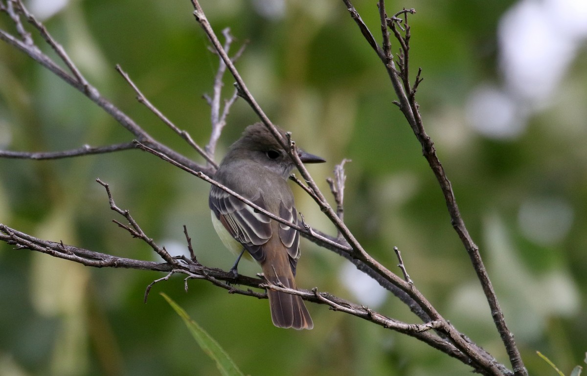 Great Crested Flycatcher - ML262804051