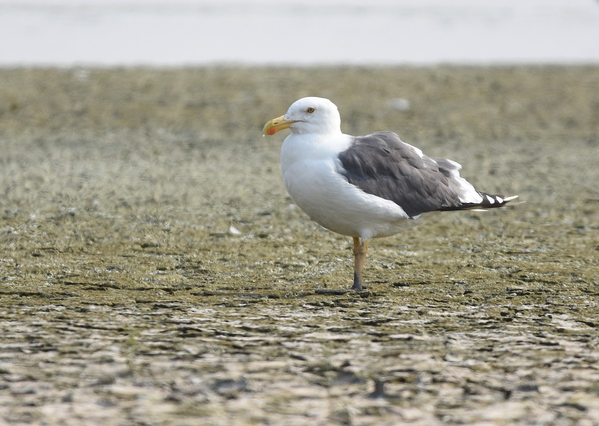 Yellow-footed Gull - Christopher Lindsey