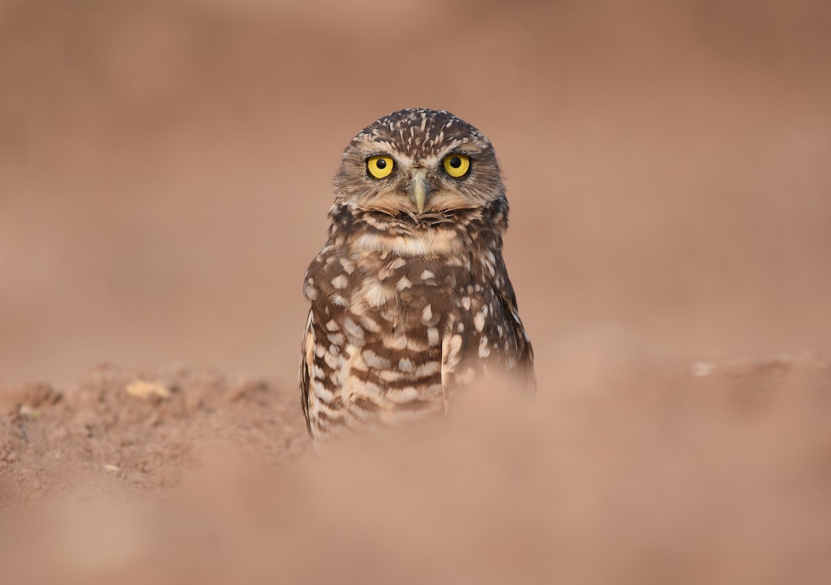 Burrowing Owl - ML262805171