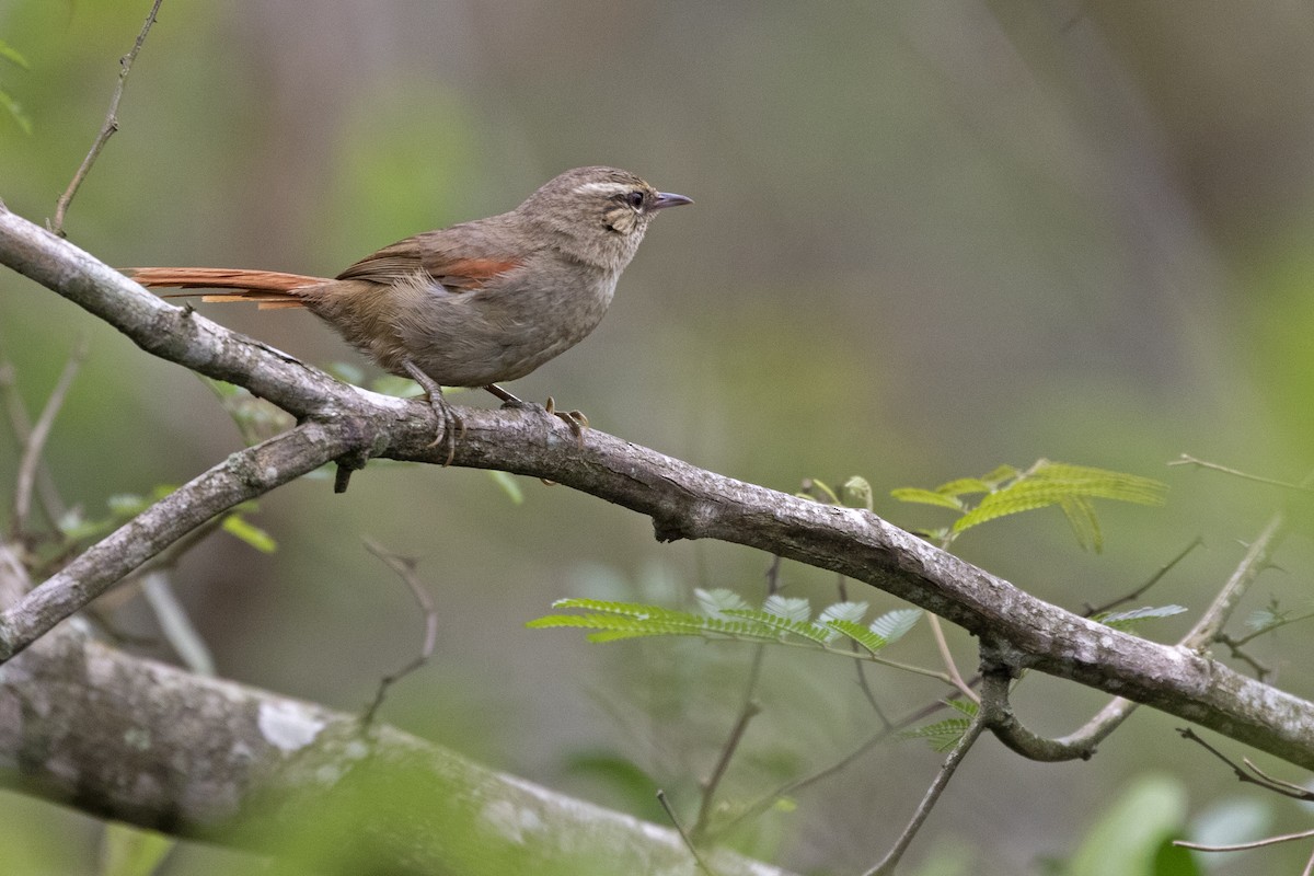 Olive Spinetail - ML262806841