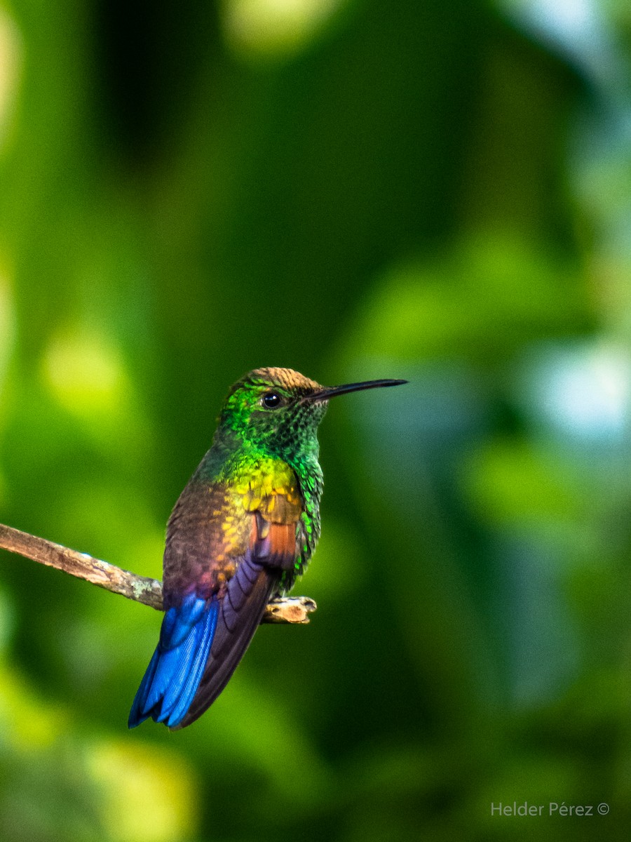 Blue-tailed Hummingbird - Helder Perez
