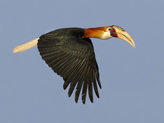 Male - Lars Petersson | My World of Bird Photography - ML262818321