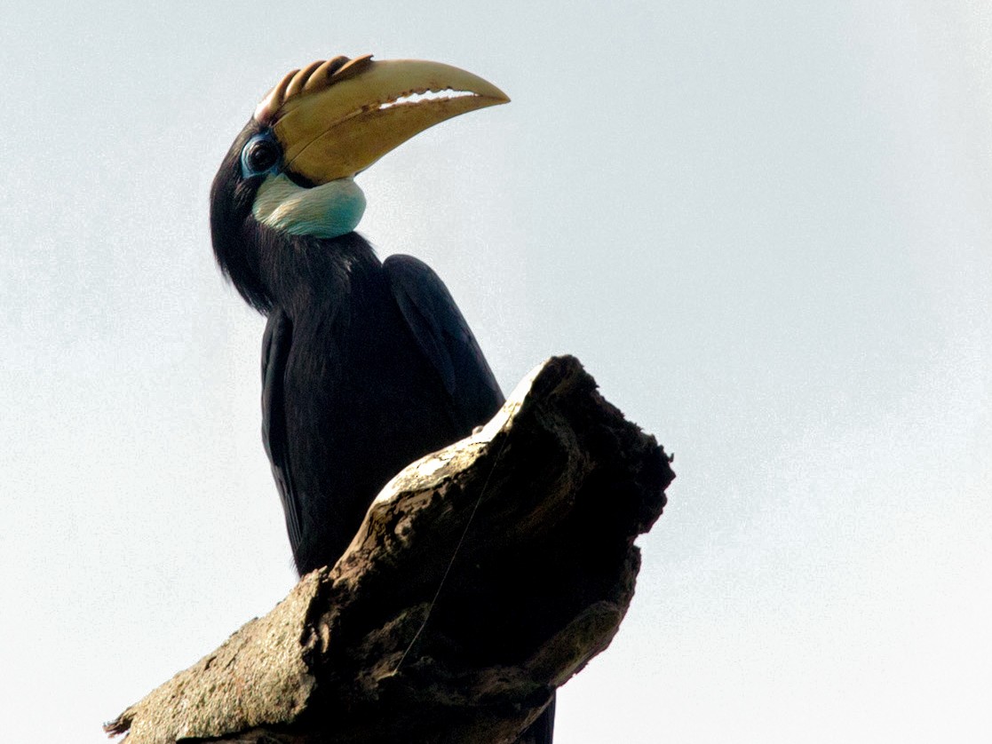 Cálao papú - eBird