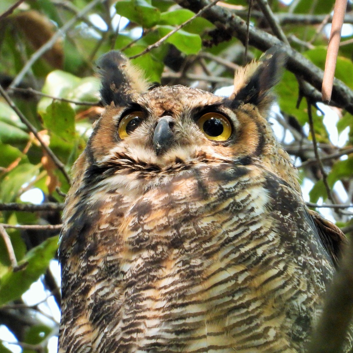 Great Horned Owl - Carol Ann Krug Graves
