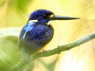  - Papuan Dwarf-Kingfisher