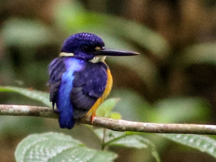 Papuan Dwarf-Kingfisher - Chris Wiley
