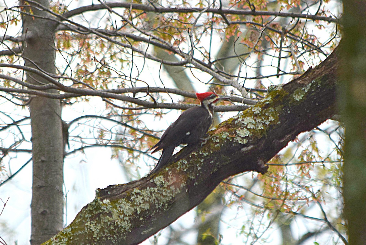 Pileated Woodpecker - Hugh Barger