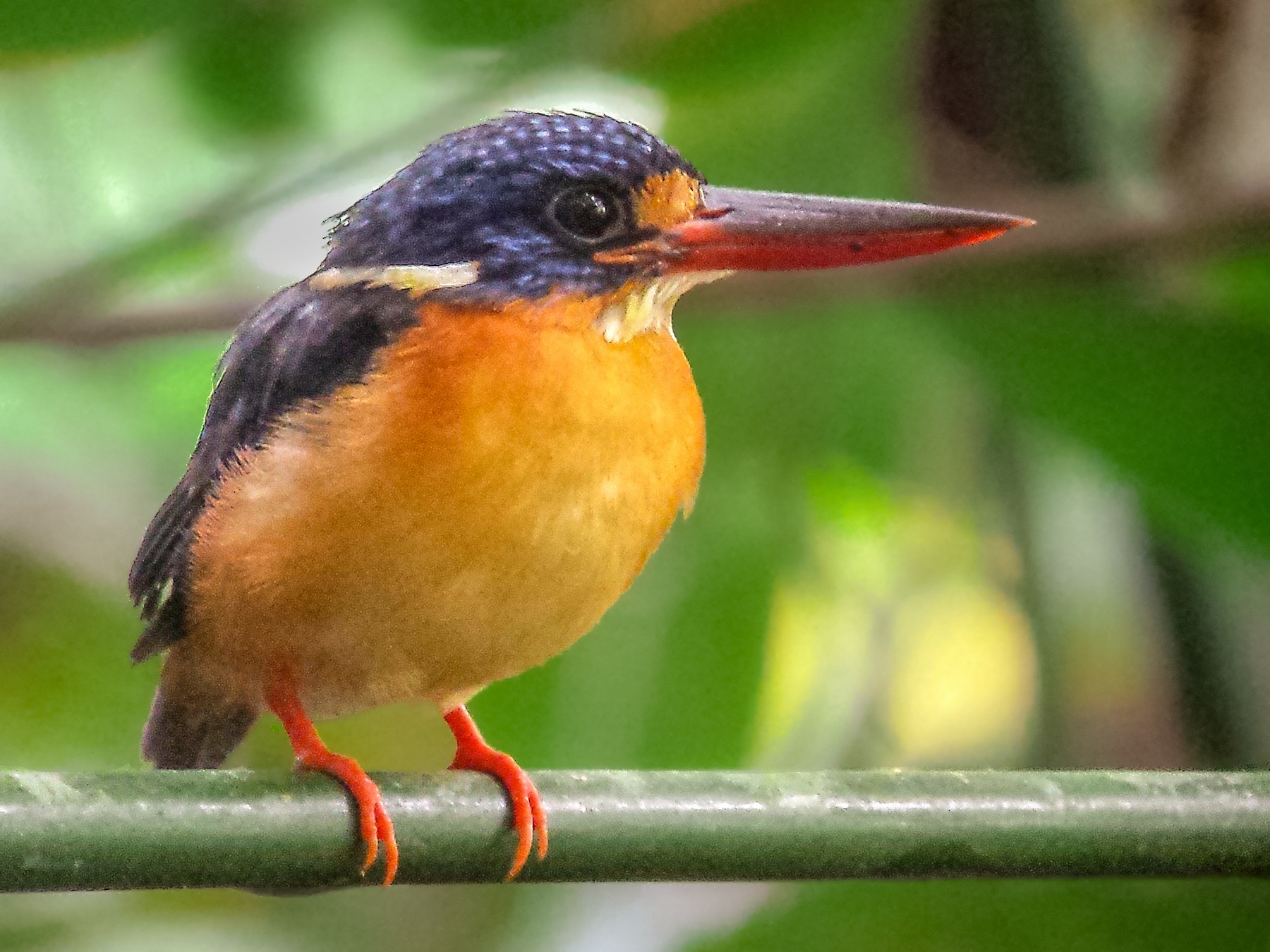 New Britain Dwarf-Kingfisher - Jay VanderGaast