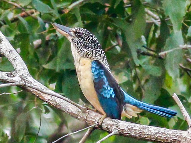 Biseksual multfilmlar