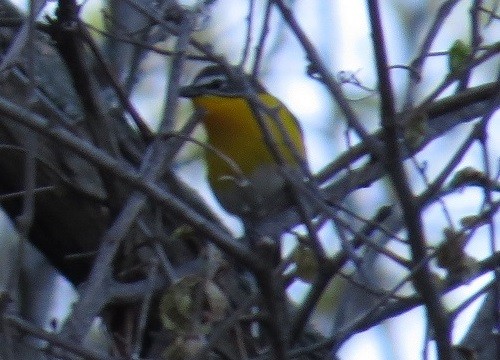 Yellow-breasted Chat - ML26282991