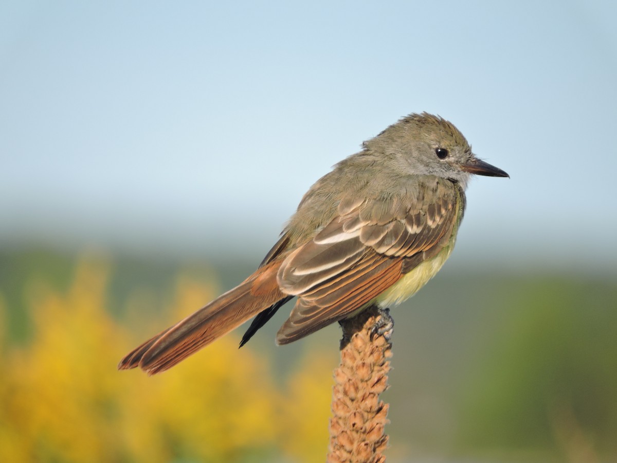 Great Crested Flycatcher - ML262833381