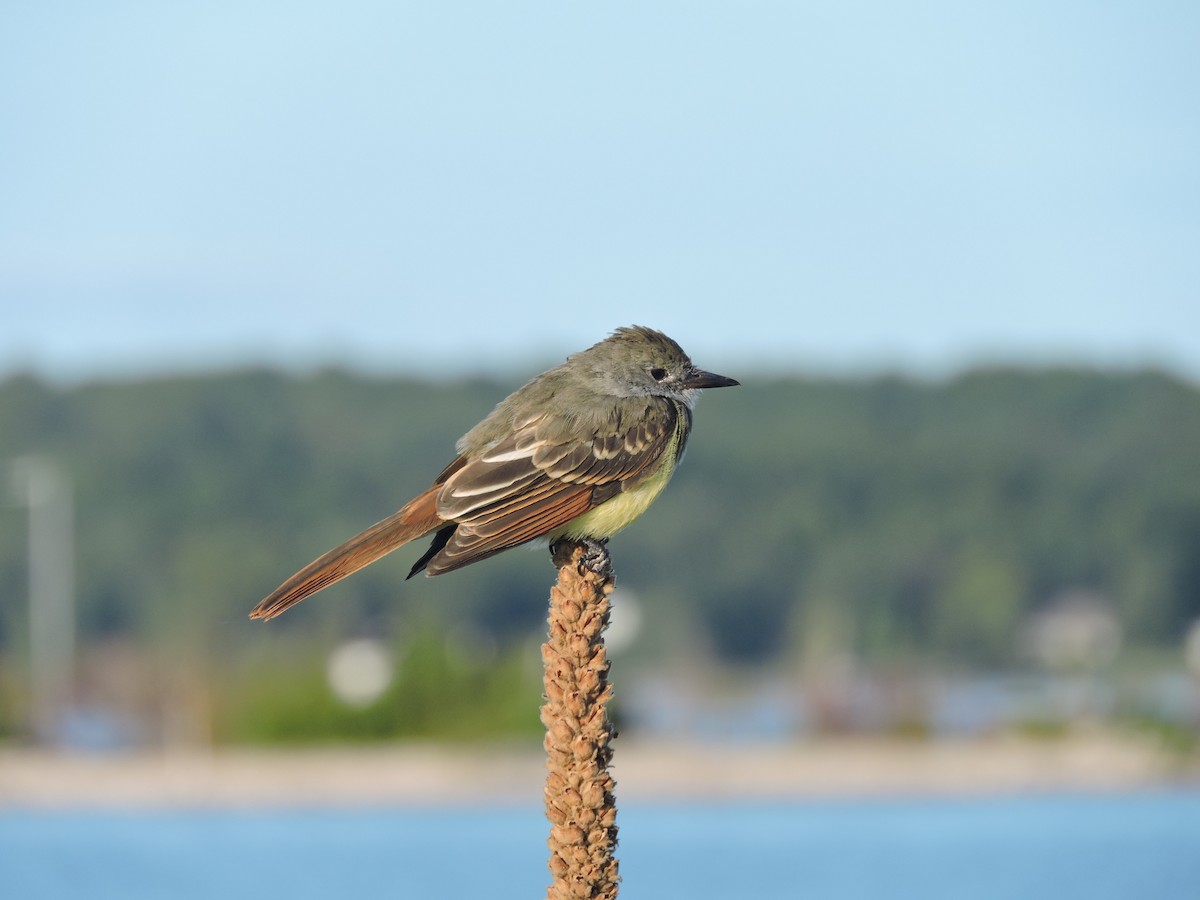 Great Crested Flycatcher - ML262833471