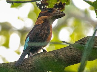  - Shovel-billed Kookaburra