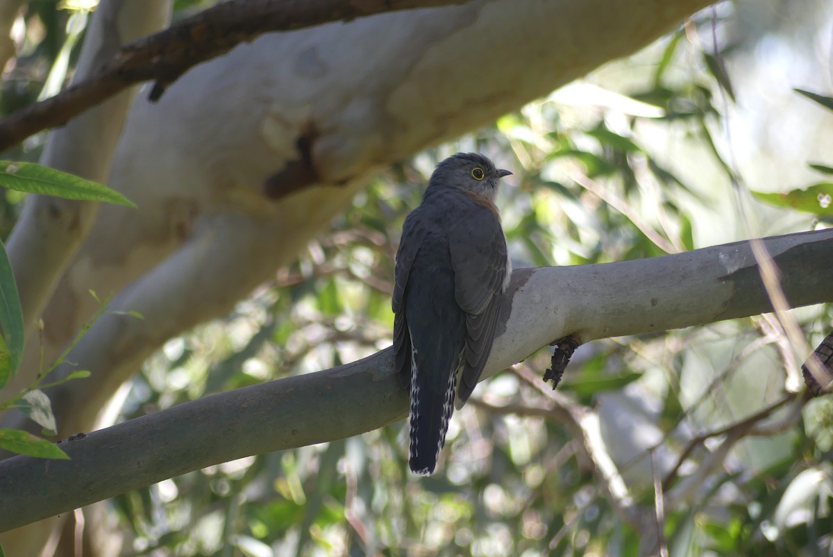 Fan-tailed Cuckoo - ML262835041