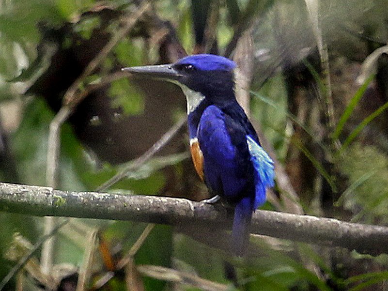 Blue-black Kingfisher - Carmelo López Abad